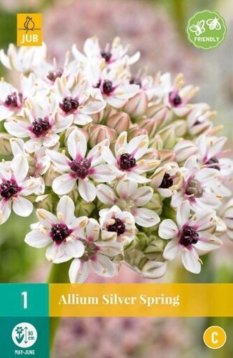 Karta - Česnek - Allium Silver Spring (1 cibule) "C"