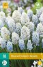 Karta - Modřenec - Muscari Nature´s Beauty (10 cibulí) "C"