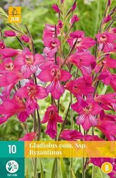Karta - Mečík - Gladiolus Com. SSP. Byzantinus (10 cibulí) "B"