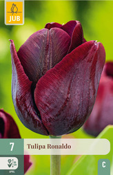 Karta - Tulipán - Ronaldo (7 cibulí) "C+"