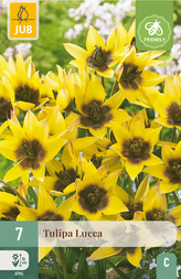 Karta - Tulipán - Lucca (7 cibulí) "C"