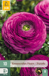 Karta - Pryskyřník - Ranunculus Purple (10 cibulí) "B"