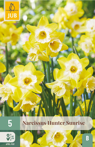 Karta - Narcis - Hunter Sunrise (5 cibulí) "B+"