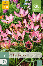 Karta - Tulipán - Danique (7 cibulí) "C"