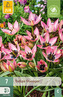 Karta - Tulipán - Danique (7 cibulí) "C"