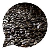 Dýňová semínka Česká