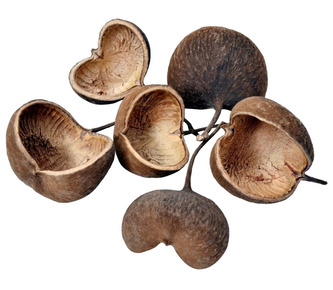 Dekorace - Buddha nut medium natural 8-12 cm 1 ks