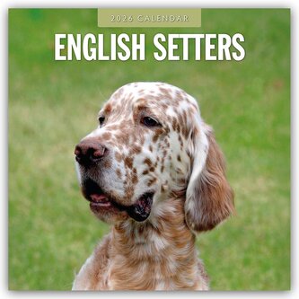 English Setters - Englisch Setter 2026 - 16-Monatskalender English Setters - Englisch Setter 2026 - 16-Monatskalender