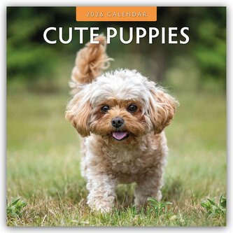 Cute Puppies - Niedliche Hundewelpen 2026 - 16-Monatskalender Cute Puppies - Niedliche Hundewelpen 2026 - 16-Monatskalender
