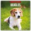 Beagles - Beagle 2026 - 16-Monatskalender