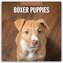 Boxer Puppies - Deutsche Boxer Welpen 2026 - 16-Monatskalender