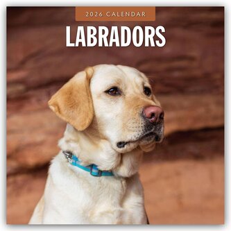 Labradors - Labradore - Labrador Retriever 2026 - 16-Monatskalender Labradors - Labradore - Labrador Retriever 2026 - 16-Monatskalender