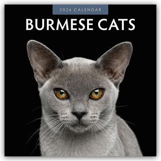 Burmese Cats - Burma-Katzen - Burmese 2026 - 16-Monatskalender Burmese Cats - Burma-Katzen - Burmese 2026 - 16-Monatskalender
