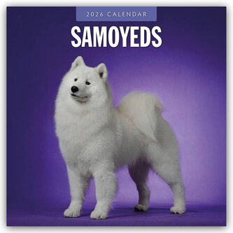 Samoyeds - Samojede - Samojedenspitz 2026 - 16-Monatskalender Samoyeds - Samojede - Samojedenspitz 2026 - 16-Monatskalender