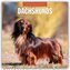 Dachshunds - Dackel - Dachshunde 2026 - 16-Monatskalender