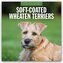Soft-Coated Wheaten Terriers - Soft-Coated Wheaten Terrier 2026 - 16-Monatskalender