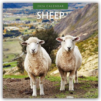 Sheep - Schafe 2026 - 16-Monatskalender Sheep - Schafe 2026 - 16-Monatskalender