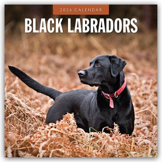 Black Labrador Retrievers - Schwarze Labrador Retriever 2026 - 16-Monatskalender Black Labrador Retrievers - Schwarze Labrador Retriever 2026 - 16-Monatskalender