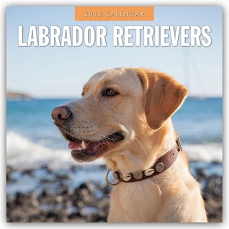 Labrador Retrievers - Labrador Retriever 2026 - 16-Monatskalender Labrador Retrievers - Labrador Retriever 2026 - 16-Monatskalender