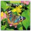 Butterflies - Schmetterlinge 2026 - 16-Monatskalender