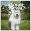 Old English Sheepdogs - Bobtail 2026 - 16-Monatskalender
