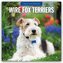 Wire Fox Terriers - Drahthaar Foxterrier 2026 - 16-Monatskalender