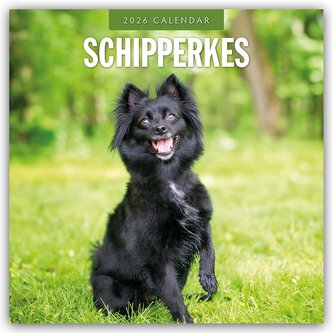 Schipperkes - Schipperke - Kleiner Schäferhund 2026 - 16-Monatskalender