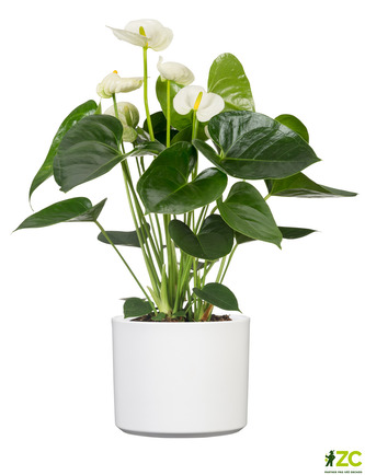 Obal 631 Panna lesk 14