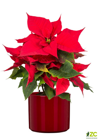 Obal 631 Intense Red lesk 14