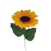 Slunečnice velká  J044