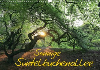 Sonnige Süntelbuchenallee (Wandkalender 2021 DIN A3 quer)