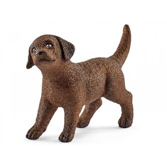 Labrador Retrieve szczeniak