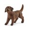 Labrador Retrieve szczeniak