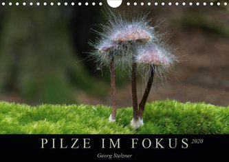 PILZE IM FOKUS 2020 (Wandkalender 2020 DIN A4 quer)