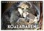 Knuffige Koalabären (Tischkalender 2026 DIN A5 quer), CALVENDO Monatskalender