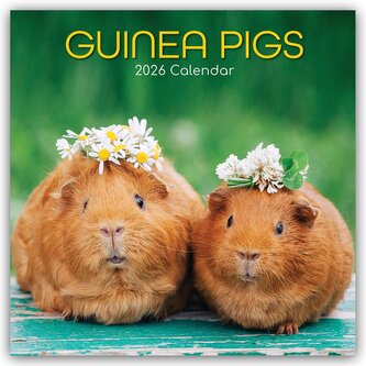 Guinea Pigs - Meerschweinchen 2026 - 16-Monatskalender