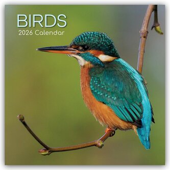 Birds - Vögel 2026 - 16-Monatskalender
