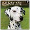 Dalmatians - Dalmatiner 2026 - 16-Monatskalender