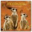 Meerkats - Erdmännchen 2026 - 16-Monatskalender