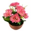 Gerbery růžové 7 květů v terakotové misce Ø22/ 24 cm