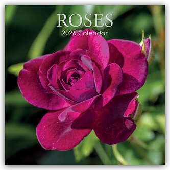 Roses - Rosen 2026 - 16-Monatskalender