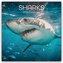 Sharks - Haie 2026 - 16-Monatskalender