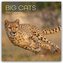 Big Cats - Raubkatzen - Löwen Tiger Geparden Leoparden 2026 - 16-Monatskalender