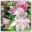 Blossoms - Blüten 2026 - 16-Monatskalender