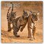 Tigers - Tiger 2026 - 16-Monatskalender
