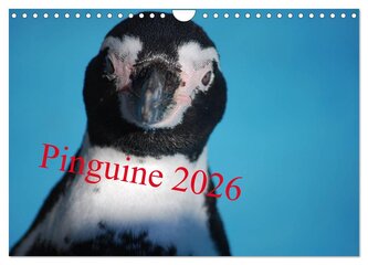 Pinguine 2026 (Wandkalender 2026 DIN A4 quer), CALVENDO Monatskalender