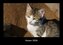 Katzen 2026 Fotokalender DIN A3