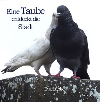 Eine Taube entdeckt die Stadt