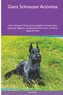 Giant Schnauzer Activities Giant Schnauzer Tricks, Games & Agility. Includes: Giant Schnauzer Beginner to Advanced Tricks, Serie