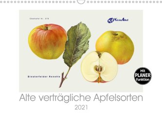 Alte verträgliche Apfelsorten (Wandkalender 2021 DIN A3 quer)